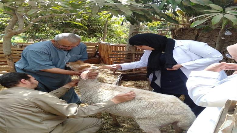 المنوفية