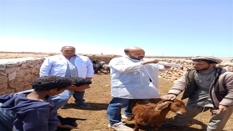 قافلة بيطرية في السلوم لعلاج أغنام البرقي