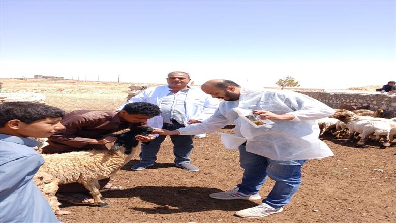 قافلة بيطرية في السلوم لعلاج أغنام البرقي