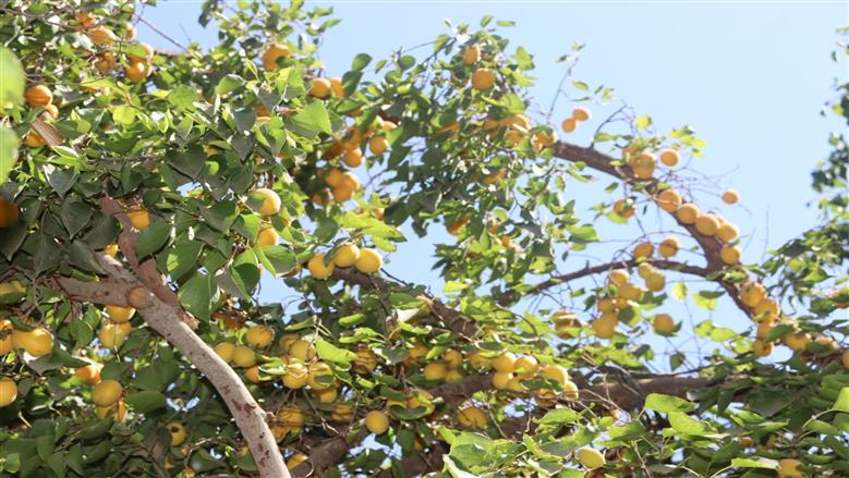 جولة محافظ القليوبية في مزارع المشمش 