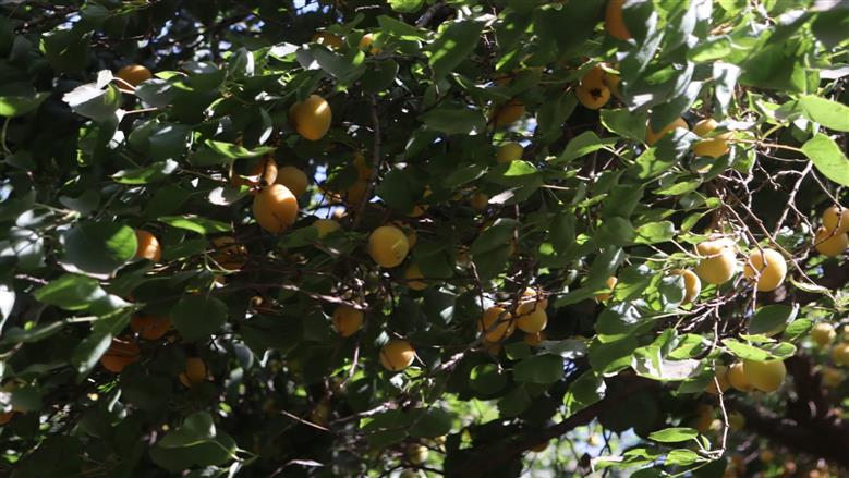 جولة محافظ القليوبية في مزارع المشمش 