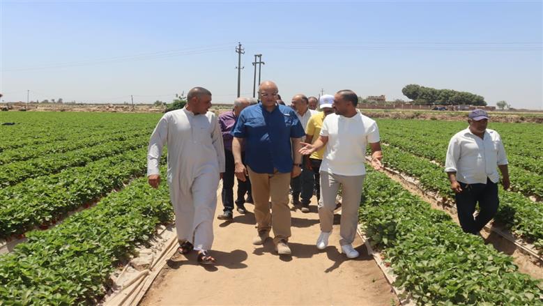 جولة محافظ القليوبية في مزارع الفراولة