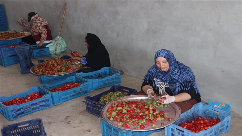 جولة محافظ القليوبية في مزارع الفراولة