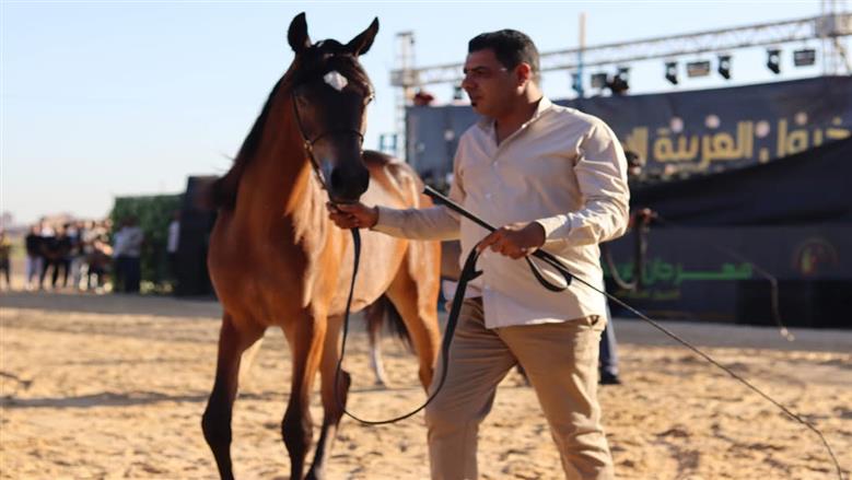 خيول