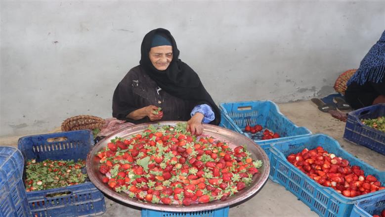 محصول الفراولة بقري القليوبية 