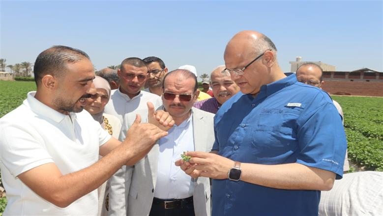 محصول الفراولة بقري القليوبية 
