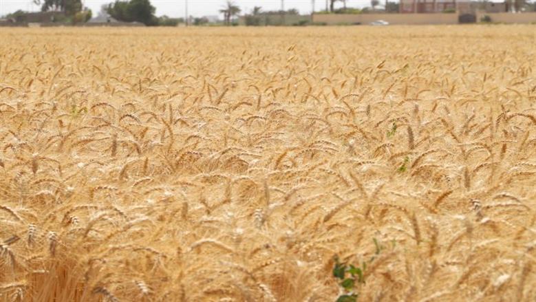 موسم حصاد القمح 2025 في محافظة الفيوم