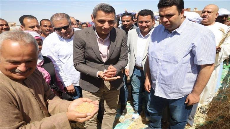 حصاد القمح في السويس 
