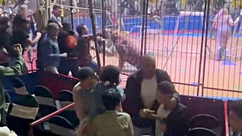 «عندما يكشر السيرك عن أنيابه».. النمر بتر ذراع «البسطويسي» والأسد قتل «الحلو»