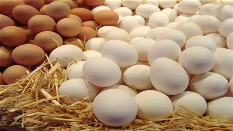 أسعار البيض اليوم الثلاثاء 1-7-2025 في بورصة الدواجن والأسواق