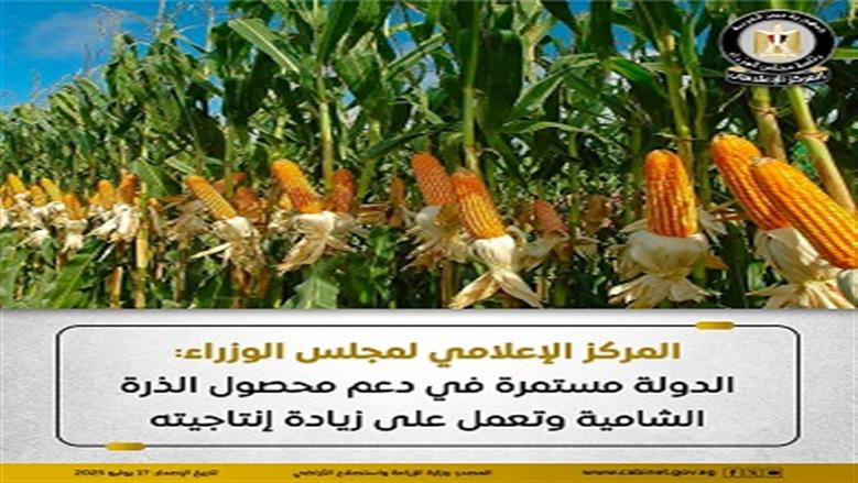 «إعلامي الوزراء»: الدولة تدعم محصول الذرة الشامية وتعمل على زيادة الإنتاج