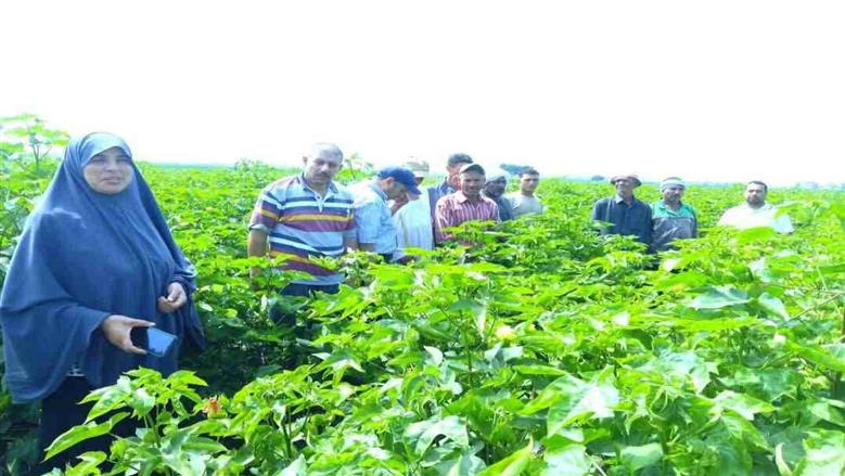 وكيل «زراعة الشرقية»: تحميل المحاصيل يرفع إنتاجية الفدان