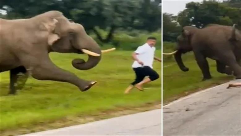 بسبب صورة سيلفي.. فيل يهاجم سائحا في الهند (فيديو)