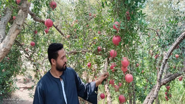  «بشاير البداري» تنعش بيوت أسيوط.. وخطة حكومية نحو العالمية «يا زهر الرمان.. آن أوانك» 