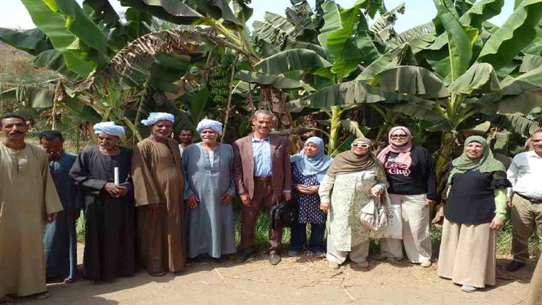 الموز في دندرة 