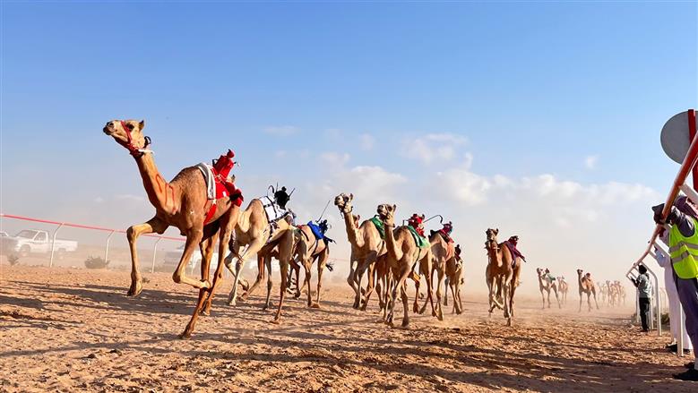 600 متسابق يتنافسون في مهرجان الهجن بمضمار العلمين
