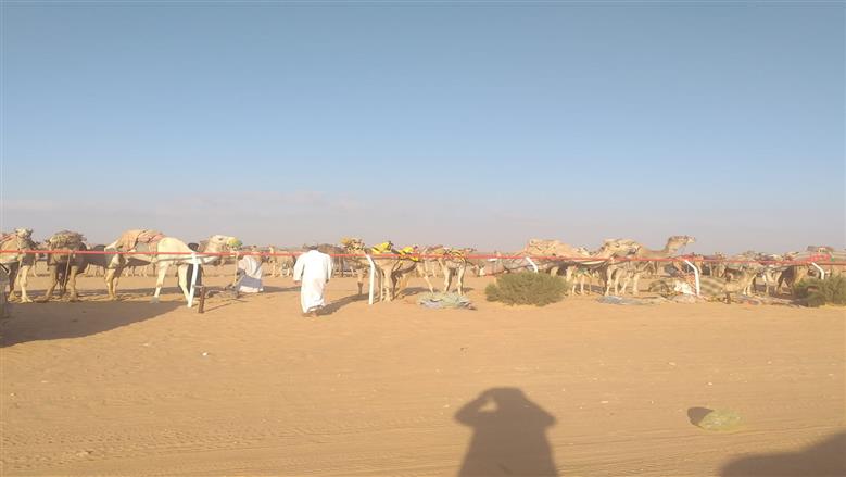 مهرجان الهجن مدينة العلمين