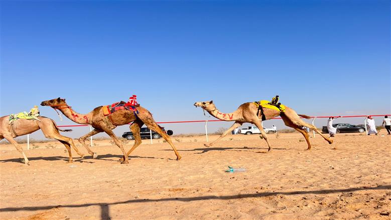 مهرجان الهجن مدينة العلمين