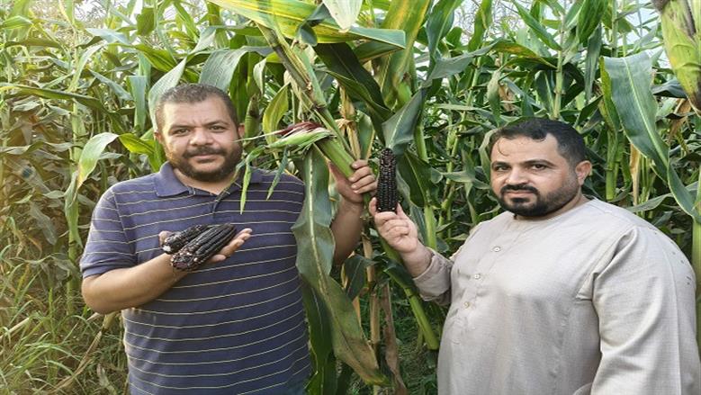 الذرة السوداء