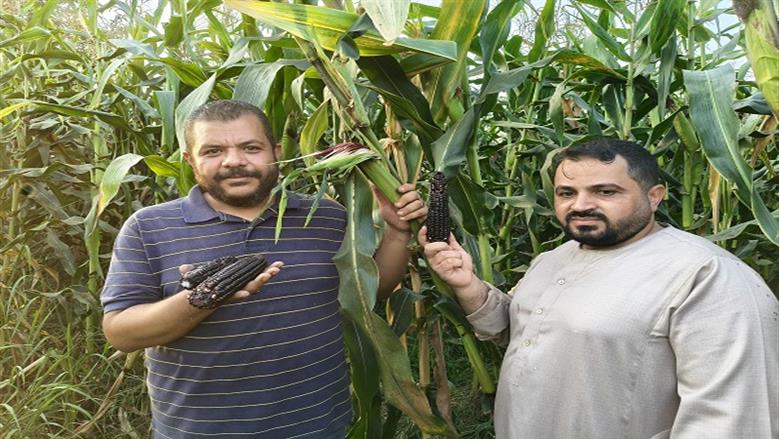 الذرة السوداء
