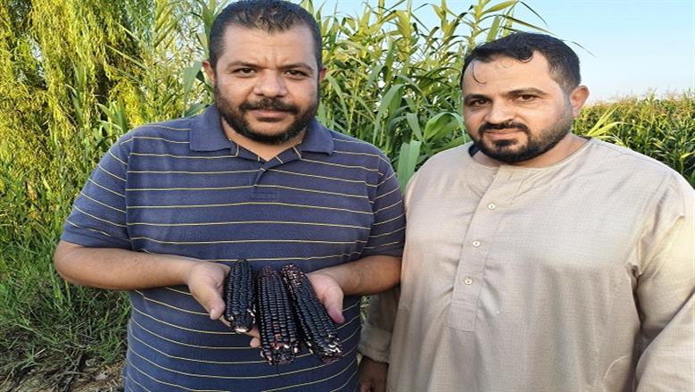 الذرة السوداء