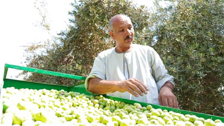 حصاد الزيتون بالفيوم
