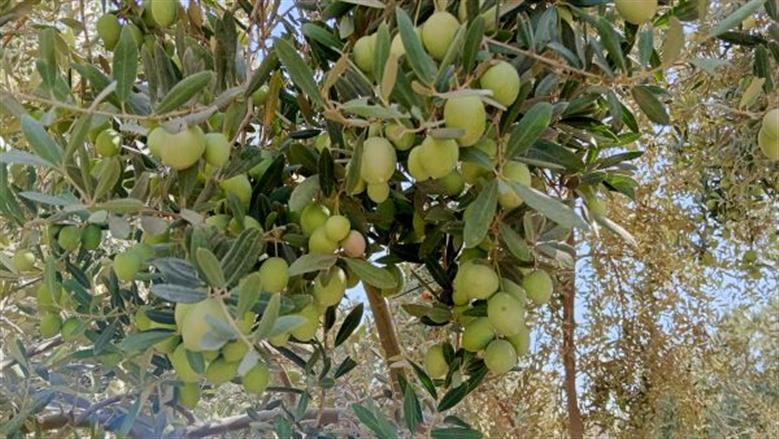 حصاد الزيتون بالفيوم