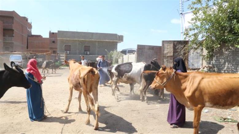 الكشف على الماشية خلال القافلة