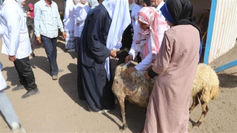 الكشف على الماشية خلال القافلة
