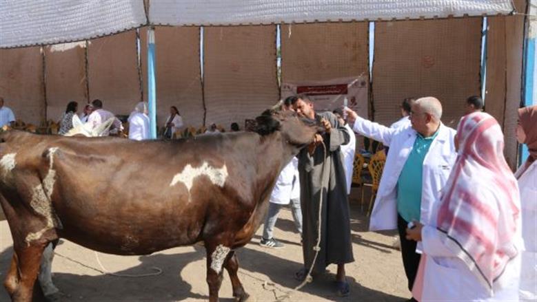 الكشف على الماشية خلال القافلة