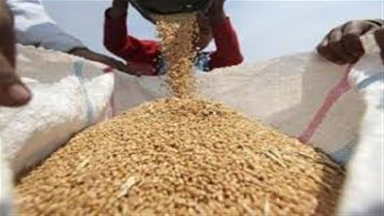 أسعار توريد القمح.. زيادة كبيرة ورضا بين المزارعين