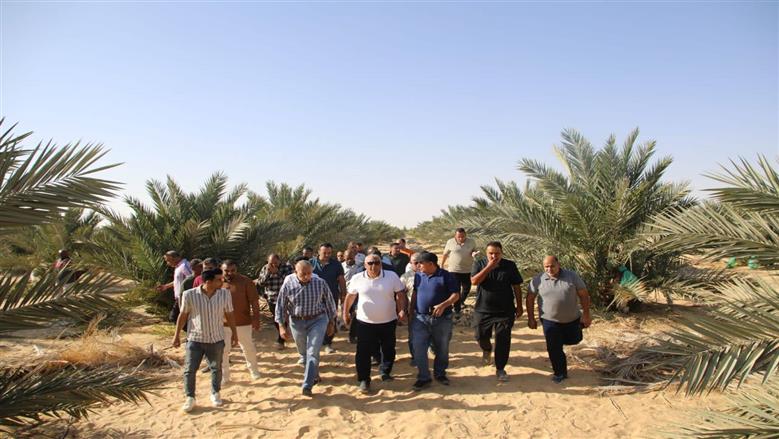 انتاج التمور في الوادي الجديد