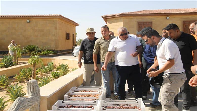 انتاج التمور في الوادي الجديد