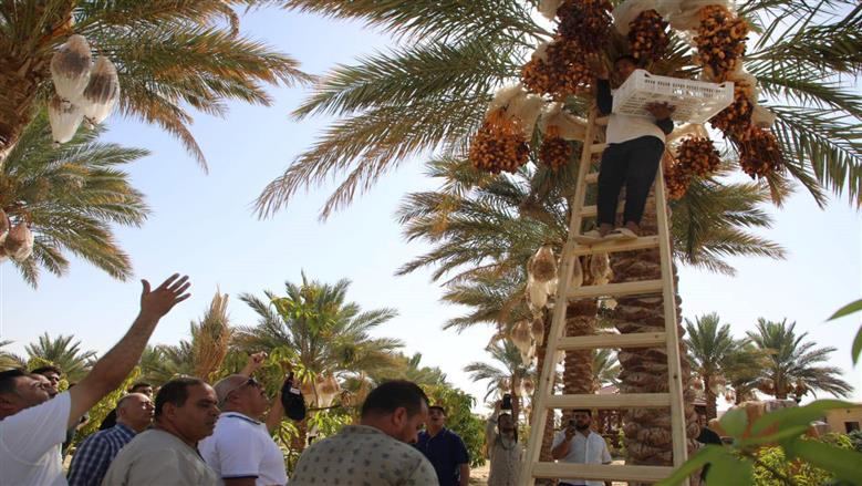 انتاج التمور في الوادي الجديد