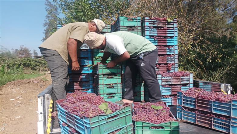 عناقيد اللؤلؤ الأحمر تزين الحقول.. فرحة المزارعين وقت حصاد العنب في الدقهلية