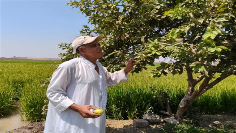 «الحلم الأخضر».. مدرس بالدقهلية يزرع 40 ألف شجرة مثمرة هدية لكل عابر سبيل