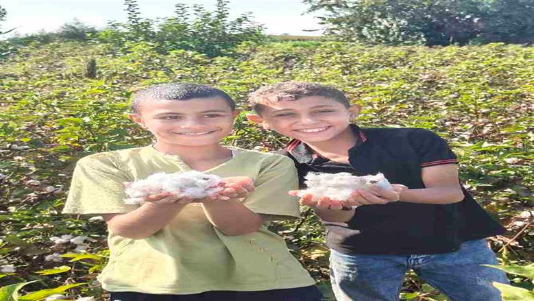 المنوفية