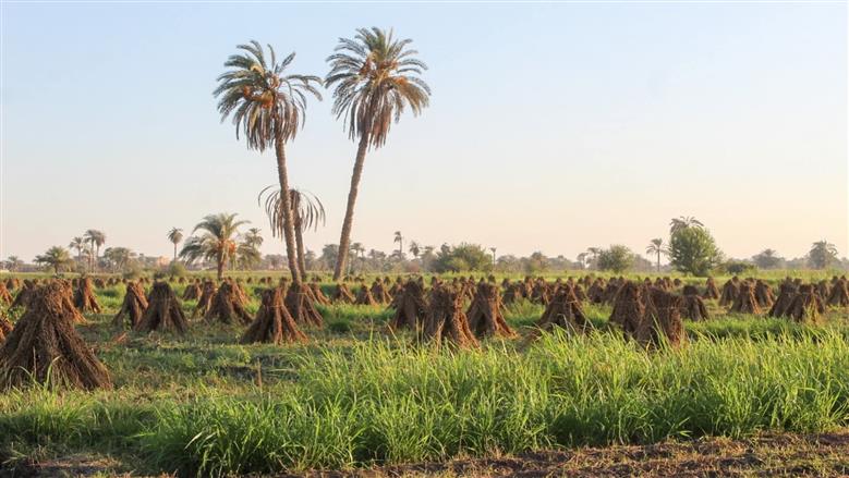 محصول السمسم في حقول الفيوم