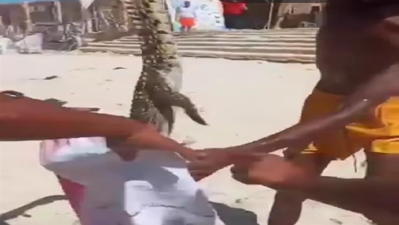 ظهور تمساح في بحر الإسكندرية 