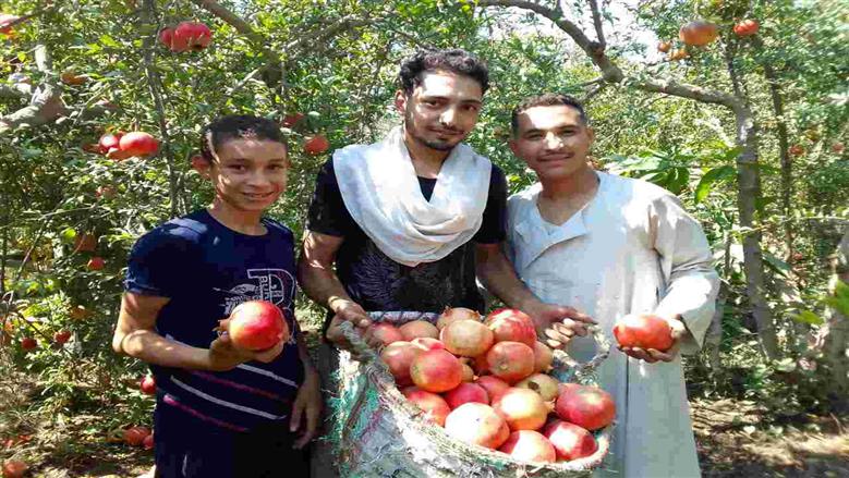حصاد الرمان في أسيوط 
