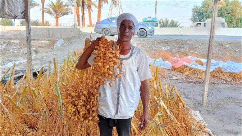 مناشر «التمور» تُزيِّن حقول الفيوم.. حصاد وتجفيف «طرح الخير»