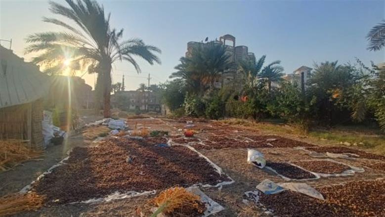 مناشر «التمور» تُزيِّن حقول الفيوم.. حصاد وتجفيف «طرح الخير»