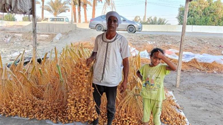 مناشر «التمور» تُزيِّن حقول الفيوم.. حصاد وتجفيف «طرح الخير»