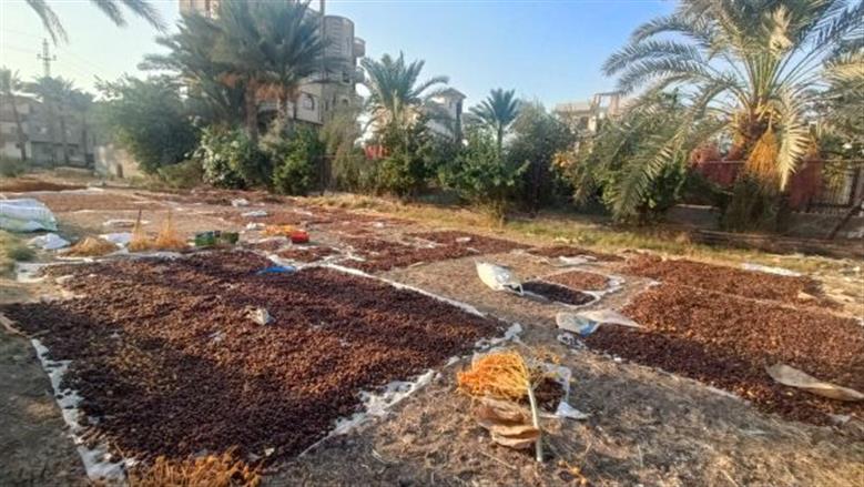 مناشر «التمور» تُزيِّن حقول الفيوم.. حصاد وتجفيف «طرح الخير»