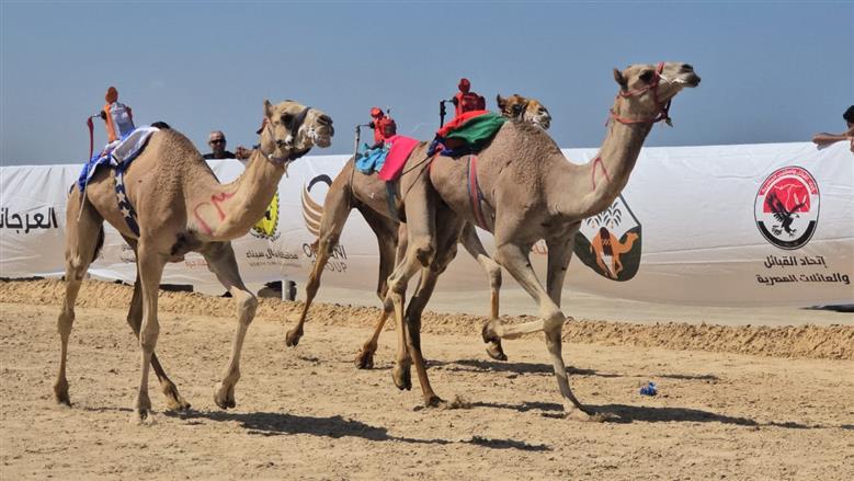 انطلاق مهرجان الهجن بمدينة العلمين في نسخته الخامسة بمشاركة 900 متسابق غدا