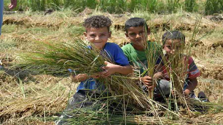 محافظ بورسعيد يشهد حصاد الأرز