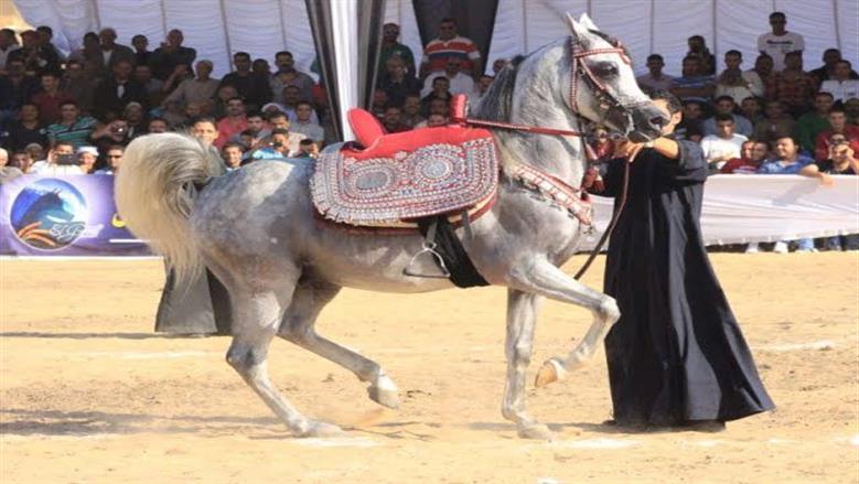 انطلاق القرعة العلنية لبطولة أدب الخيل العربية في الشرقية غدا 