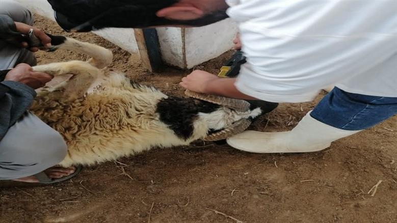 خلال أعمال التأمين علي الثروة الحيوانية والتوعية للمربيين في مطروح