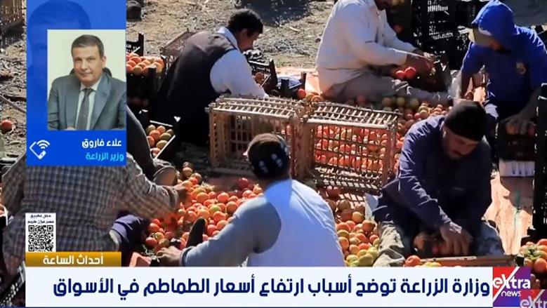 «الزراعة»: لا صحة لرش الطماطم بمواد كيميائية.. واللون الأبيض بسبب درجات الحرارة