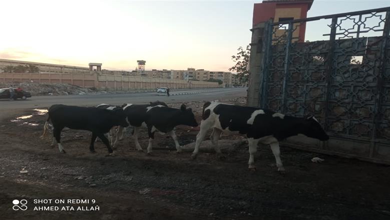 حملات مكثفة لجمع المواشي من شوارع بورسعيد